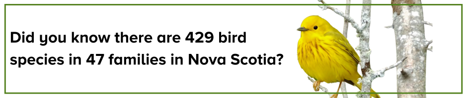There are 429 bird species in Nova Scotia