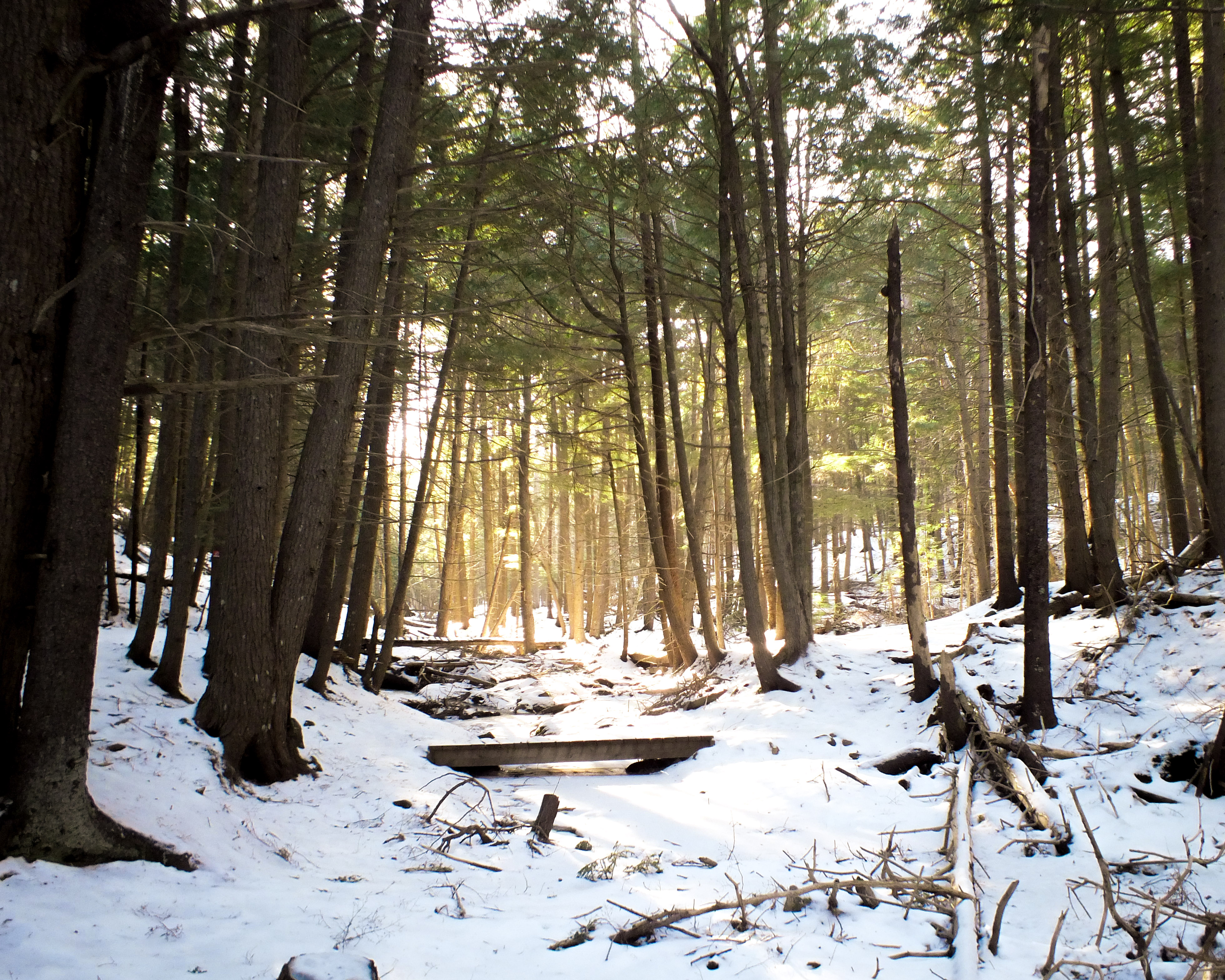 The sun shining through the trees on a snowy day in the Gorge