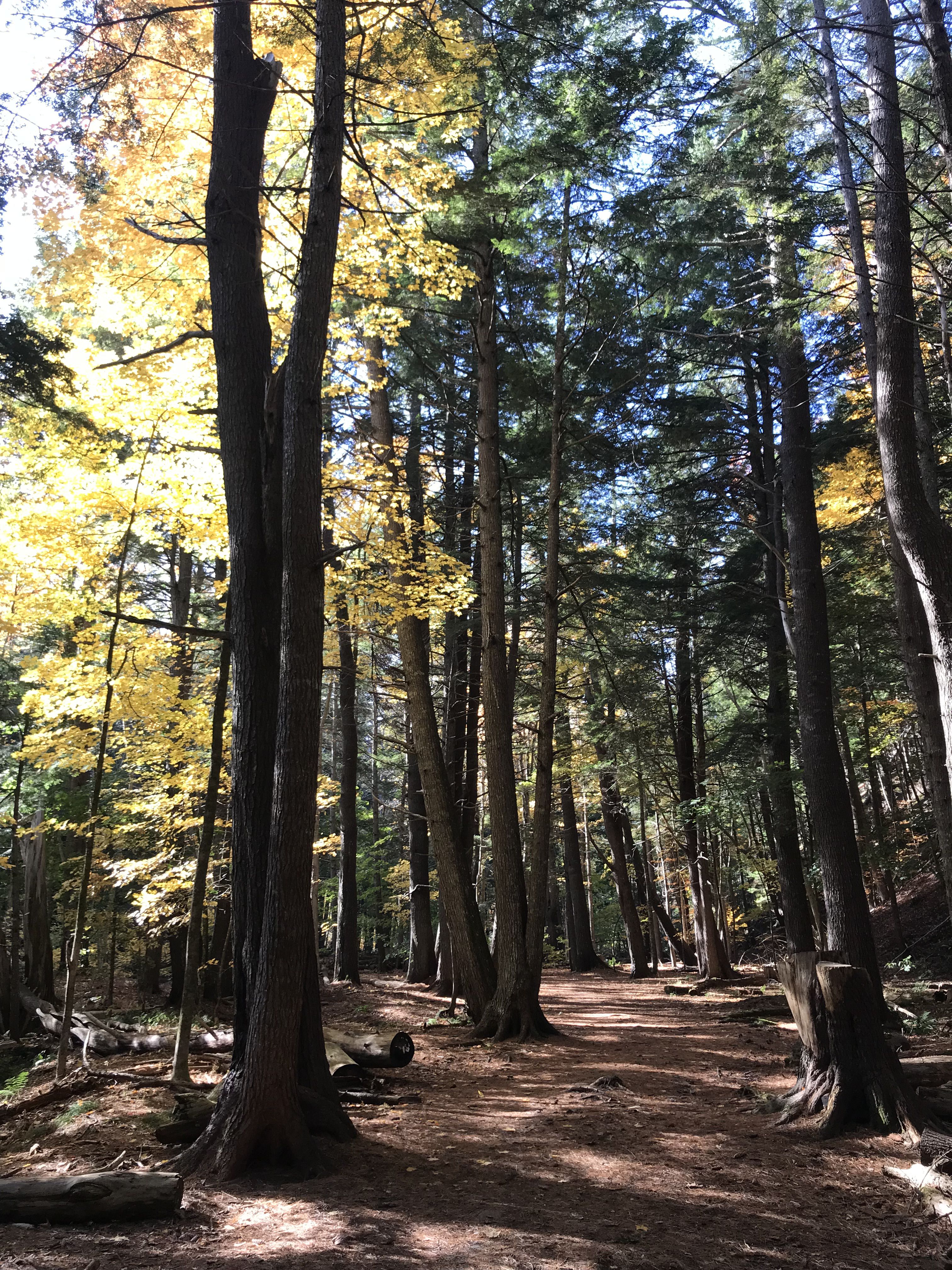 A wooded trail through the Kentville Ravine