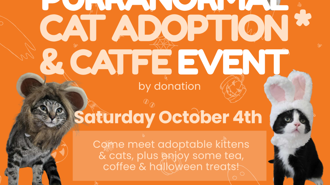 Purranormal Cat Adoption & Catfe Event Saturday