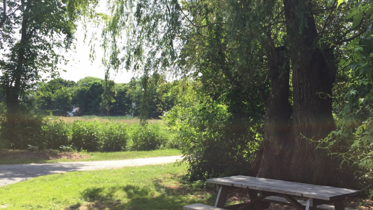 Picnic table and willow tree at Miners Marsh