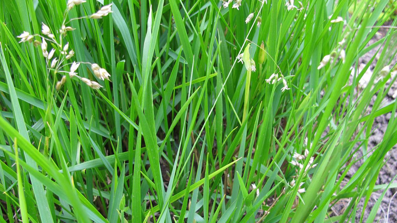 A picture of sweetgrass is vibrantly green and the photo was taken from close up