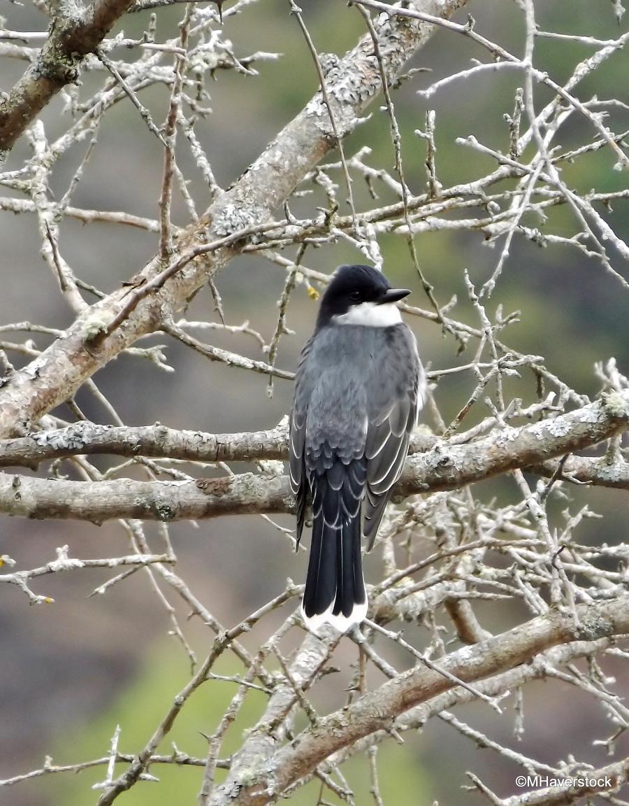 Small Kentville bird