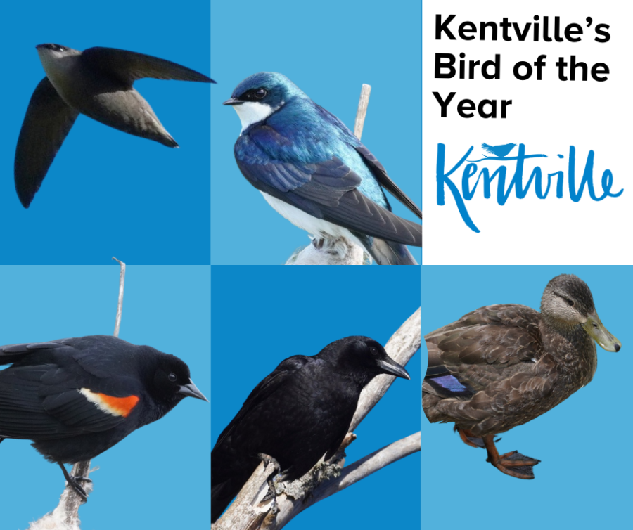 Bird of the year