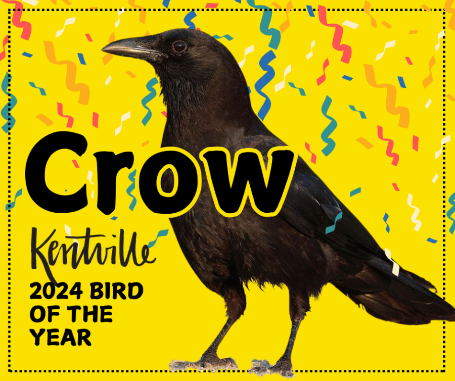 2024 Bird of the Year, Crow