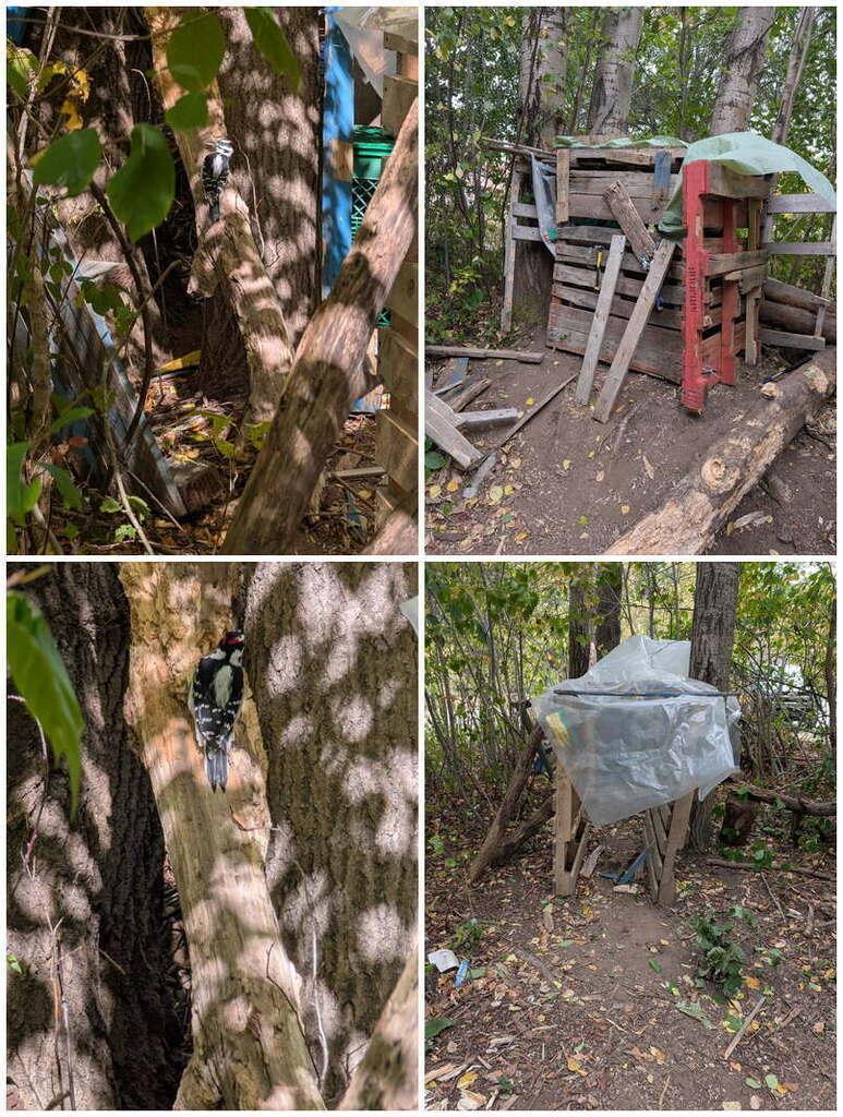 four images collage, the first one is a wood pecker in the forest, the second one is a three house in the forest, the third one is a wood pecker on a three and the fourth and last one is another three house in the forest. 