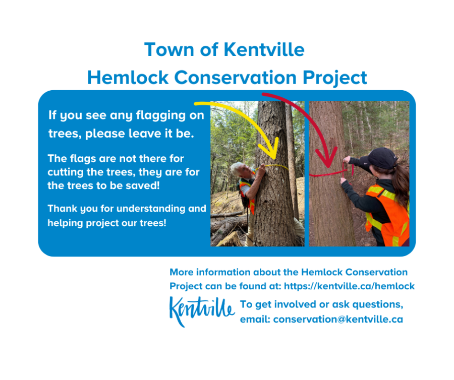 Person flagging hemlock trees for treatment